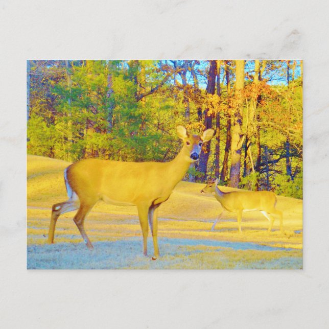 Musturd Colored Deer with light blue Postcard (Front)
