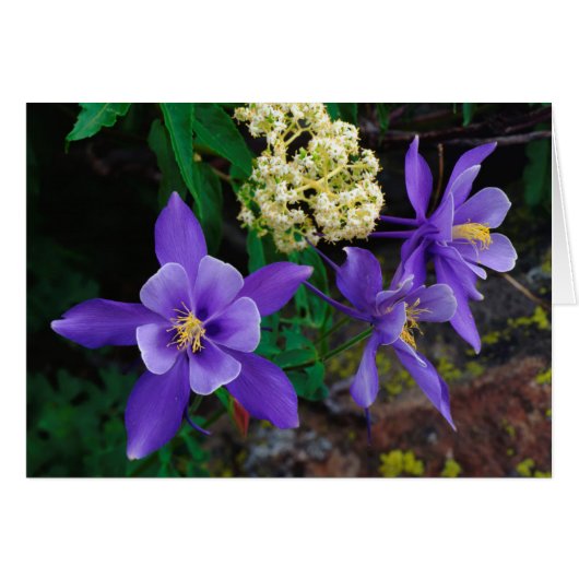 Mutant Columbine Wildflowers Cards (Front Horizontal)