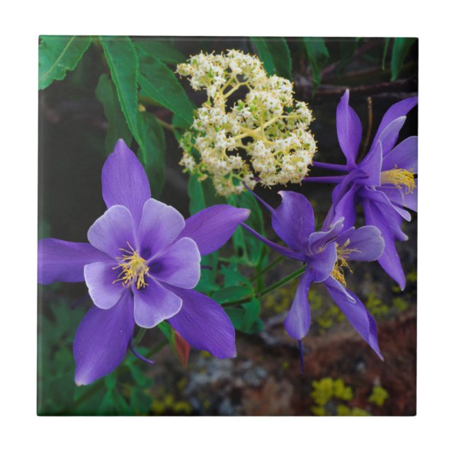 Mutant Columbine Wildflowers Ceramic Tile (Front)