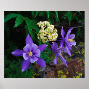 Mutant Columbine Wildflowers Poster