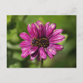 Mutant Osteospermum / Dimorphotheca Postcard
