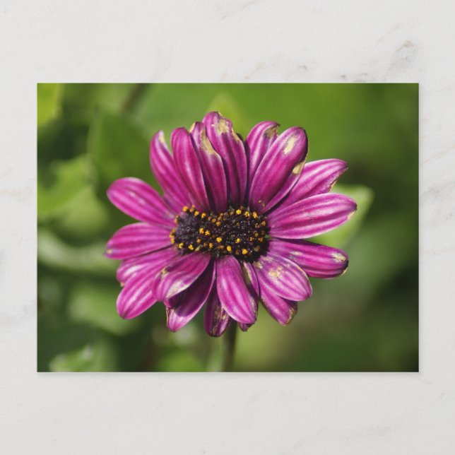 Mutant Osteospermum / Dimorphotheca Postcard (Front)