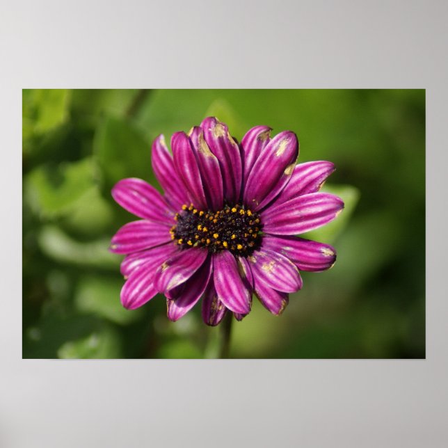 Mutant Osteospermum / Dimorphotheca Poster (Front)