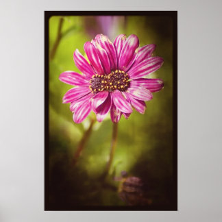 Mutant Osteospermum / Dimorphotheca v.2 Poster