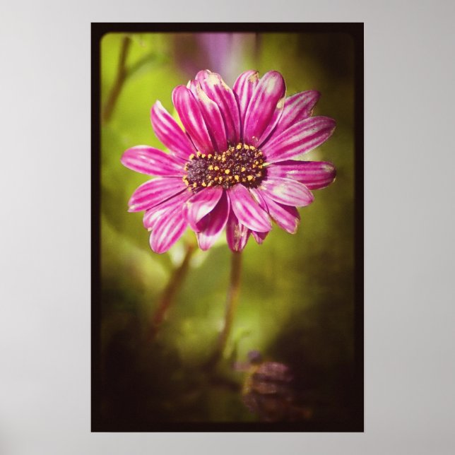 Mutant Osteospermum / Dimorphotheca v.2 Poster (Front)