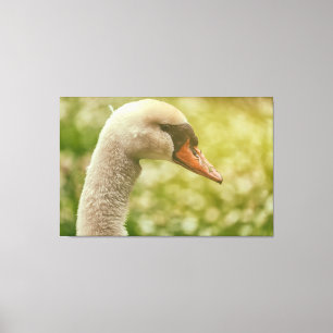Mute Swan Canvas Print