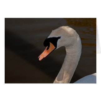 Mute Swan Cards