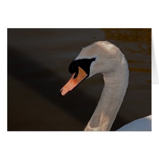 Mute Swan Cards (Front Horizontal)