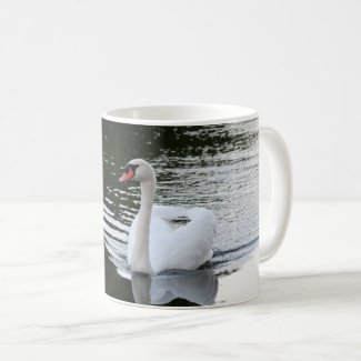 Mute Swan