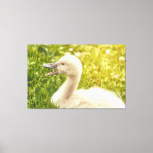 Mute Swan Cygnet Canvas Print