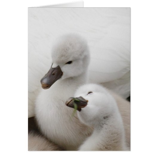 Mute Swan Cygnets Cards (Front)
