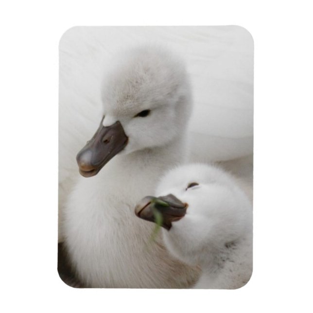 Mute Swan Cygnets Magnet (Vertical)