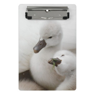 Mute Swan Cygnets Mini Clipboard