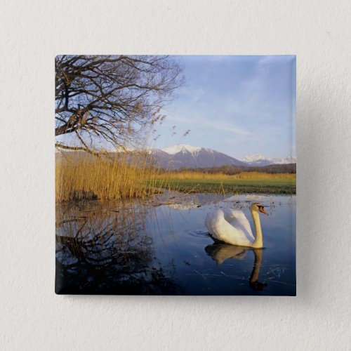 Mute Swan Cygnus oloradult with Alps in Button