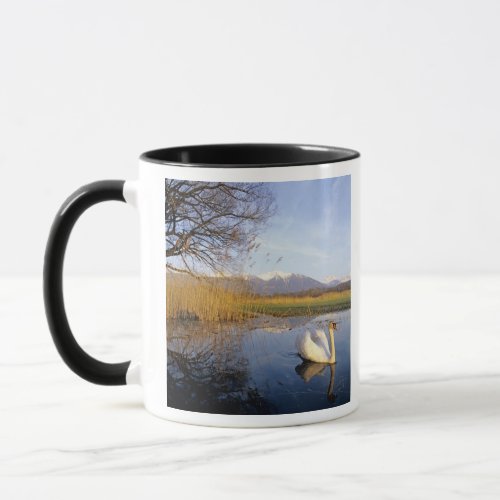 Mute Swan Cygnus oloradult with Alps in Mug