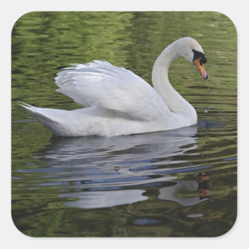 Mute Swan Cygnus olor Louisville Kentucky 2 Square Sticker