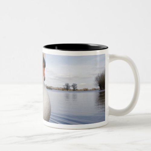 Mute Swan Cygnus olor on flooded field Two_Tone Coffee Mug