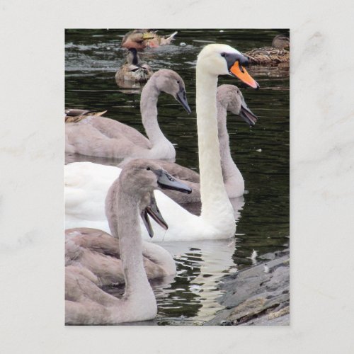Mute Swan Family Postcard