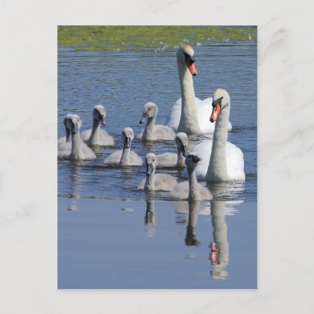 Mute Swan Family Postcard (Front)