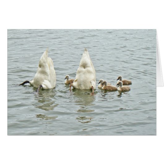 Mute Swan Famly Cards (Front Horizontal)