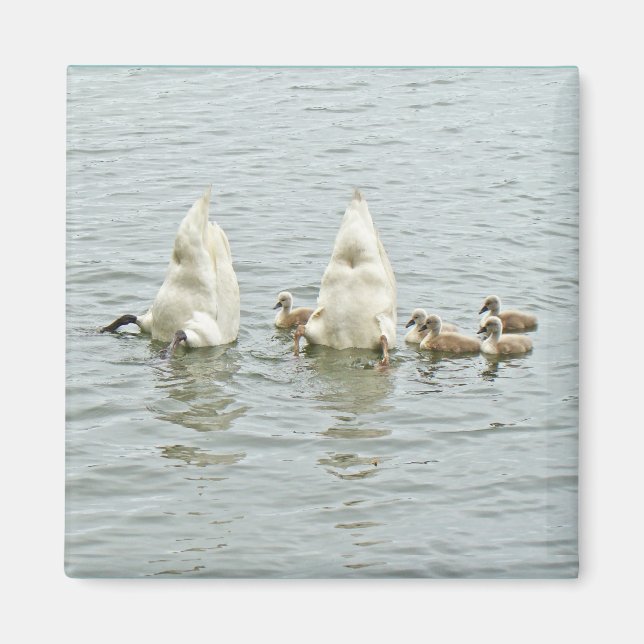 Mute Swan Famly Magnet (Front)