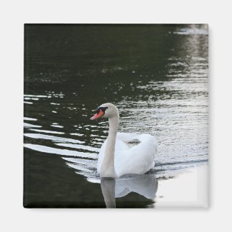 Mute Swan