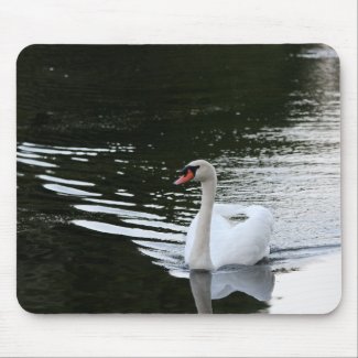 Mute Swan