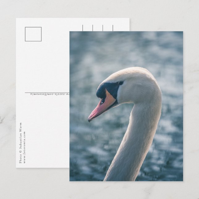 Mute Swan Nature Photo Postcard (Front/Back)