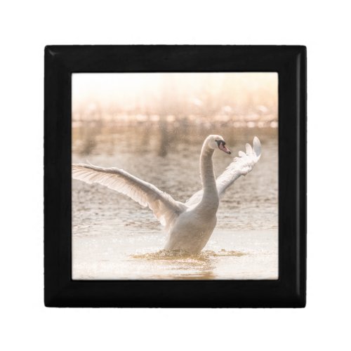 Mute Swan Nature Photograph Gift Box