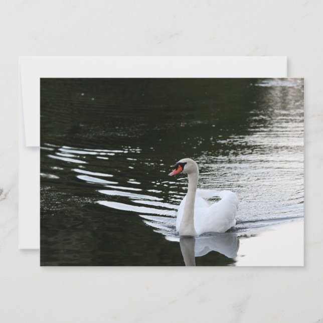 Mute Swan Note Card (Front)