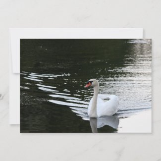 Mute Swan