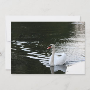 Mute Swan Note Card