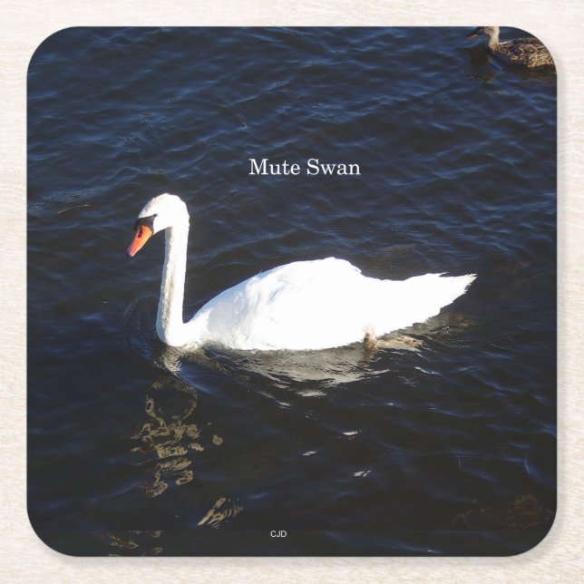 Mute Swan paper coaster (Front)