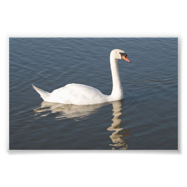 Mute Swan Photo Print (Front)