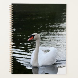Mute Swan