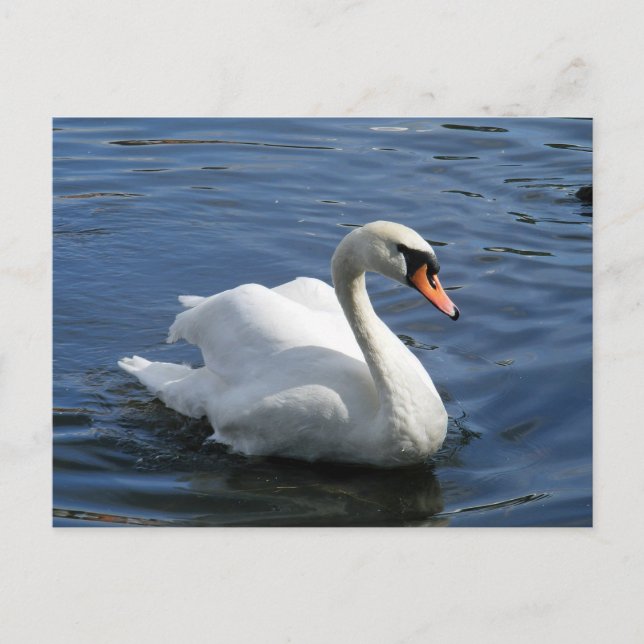 Mute Swan Postcard (Front)
