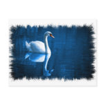 Mute Swan Postcard