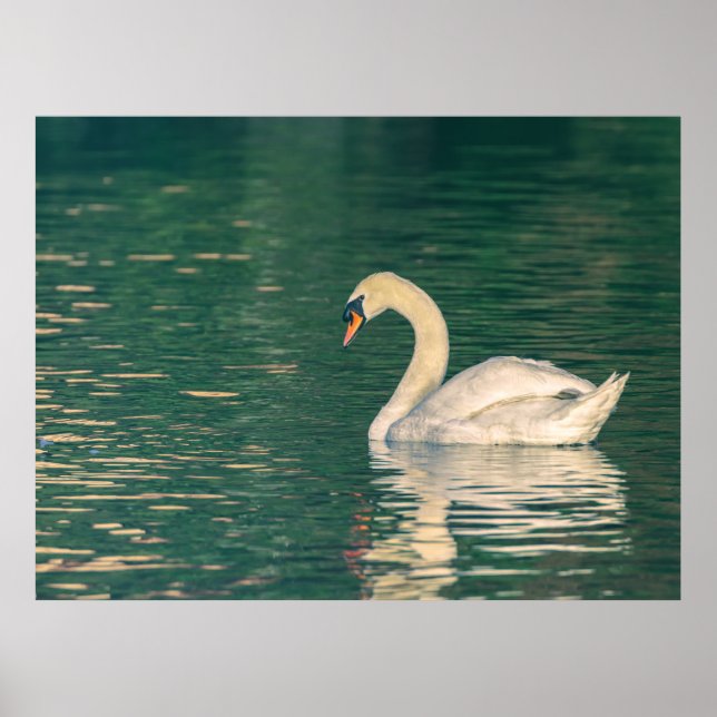 Mute Swan Poster (Front)