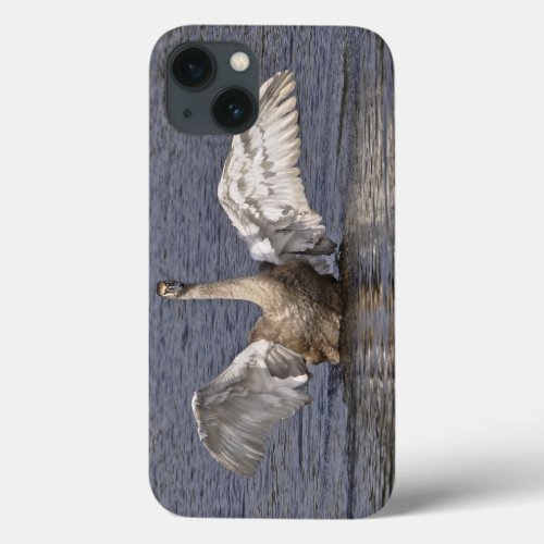 Mute Swan Preening Wildlife England iPhone 13 Case