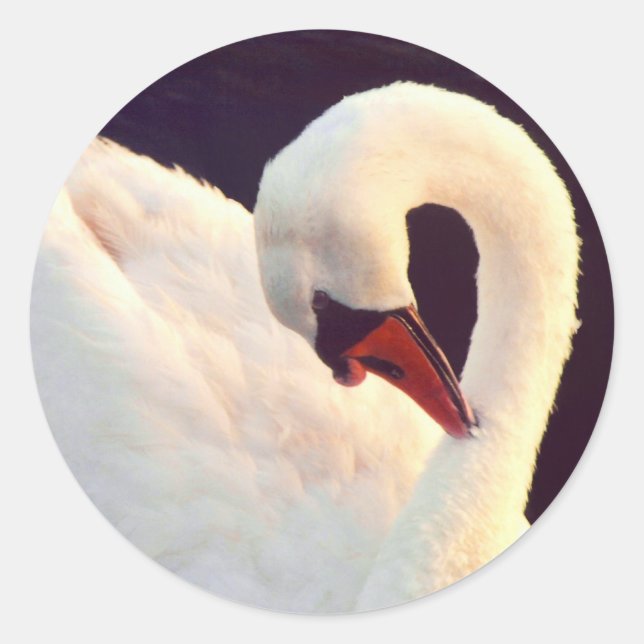 Mute Swan Stickers (Front)