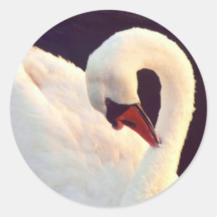 Mute Swan Stickers