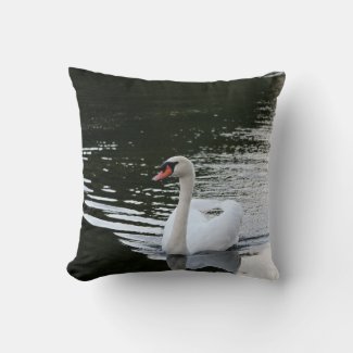 Mute Swan