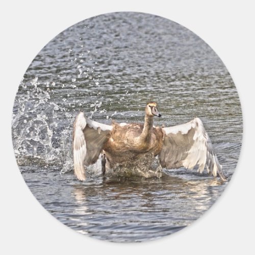 Mute Swan Wildlife Waterfowl Photo Classic Round Sticker