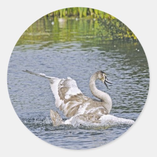 Mute Swan Wildlife Waterfowl Photo Classic Round Sticker