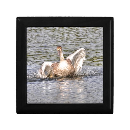 Mute Swan Wildlife Waterfowl Photo Jewelry Box