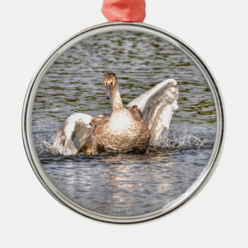 Mute Swan Wildlife Waterfowl Photo Metal Ornament