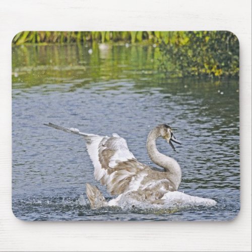 Mute Swan Wildlife Waterfowl Photo Mouse Pad