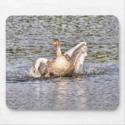 Mute Swan Wildlife Waterfowl Photo Mouse Pad