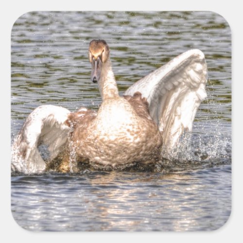 Mute Swan Wildlife Waterfowl Photo Square Sticker