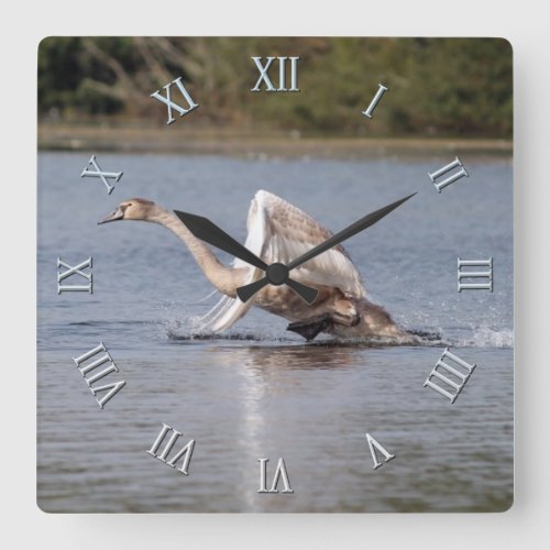 Mute Swan Wildlife Waterfowl Photo Square Wall Clock